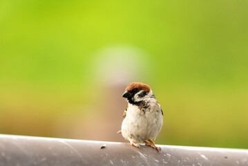 sparrow sitting on a fence