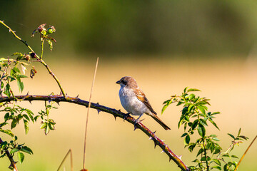 ptak siedzący na kolczastej gałęzi 