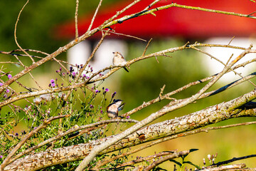 gąsiorek samiec i samica