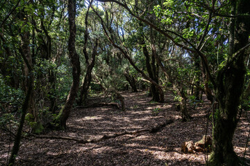Relict forests of Anaga. Tenerife, Canary Islands, Spain.