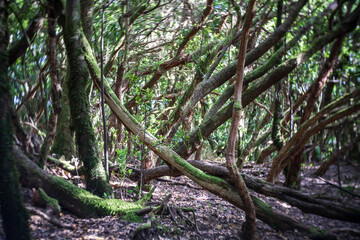 Relict forests of Anaga. Tenerife, Canary Islands, Spain. Swirling bokeh. Focus on the center.