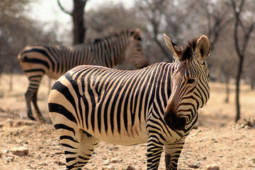 Wild african life. Two Namibian zebras standing in the middle of the savannah.