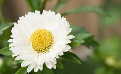 Outdoor small white cute chrysanthemum flowers