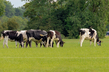 A group of black and white Dutch cow standing and nibbling fresh grass on green meadow, Typical polder landscape in Holland, Open farm with dairy cattle on the field in countryside farm, Netherlands.