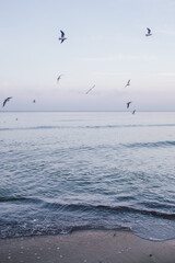 Naklejka premium Seagulls on the coast