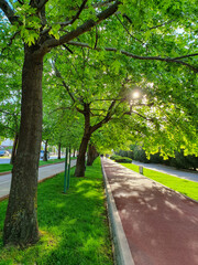 footpath in the green park