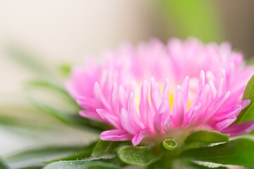 Outdoor small pink cute chrysanthemum flowers