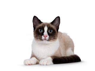 Adorable young Snowshoe cat kitten, laying down facing front. Looking towards camera with the typical blue eyes. Isolated on a white background.