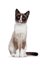 Adorable young Snowshoe cat kitten, sitting up front view. Looking towards camera with the typical blue eyes. Isolated on a white background.