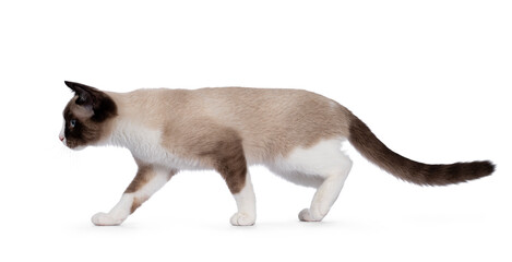 Adorable young Snowshoe cat kitten, walking side ways. Looking straight ahead away from camera with the typical blue eyes. Isolated on a white background.