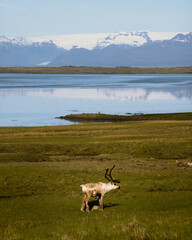 An alone-standing deer in snow-capped mountain landscape reflecting in the lake