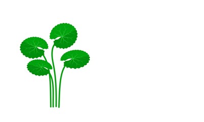 Obraz premium Vector illustration, Gotu kola or Asiatic pennywort (Centella asiatica), medicinal plant in ayurvedic medicine.