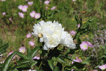 春の公園に咲く白いシャクヤクの花