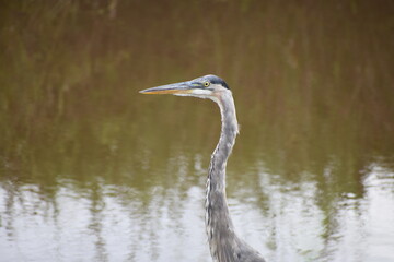 Great blue heron sitting next to small creek