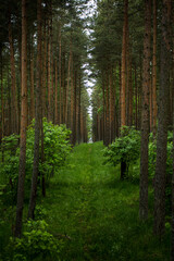 Fototapeta premium In the forest