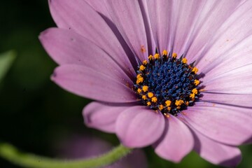 Pink or purple flower, close up macro with pollen 