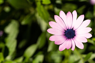 pink flower in the garden