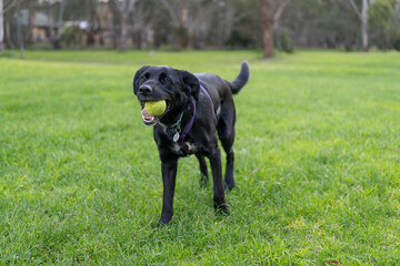 black labrador retriever in the park with a tennis ball
