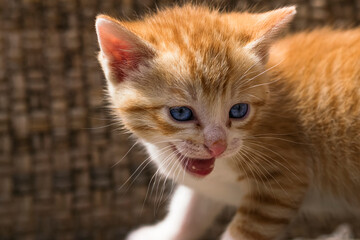 Close-up portrait of meowing kitten with beautiful blue eyes. Photography made in Madrid, Spain.