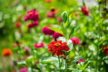 Marigold flowers on a natural background with bokeh effect.