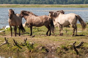 Wild horses at lake Engure in summer day, Latvia.