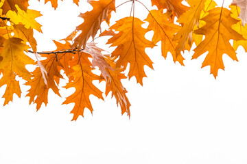 Autumn background. Branches with yellow oak leaves, isolated on white background.