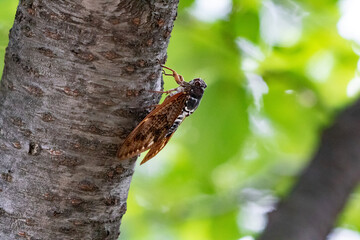 大阪城公園のアブラゼミ