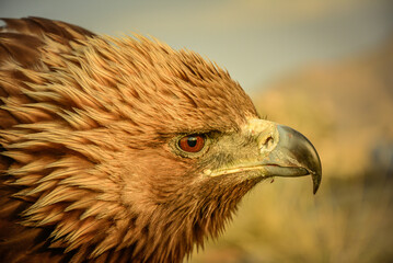 Golden eagles headshot, Mongolia.