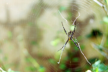 Argiope Cross Spider in a garden