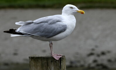 mouettes