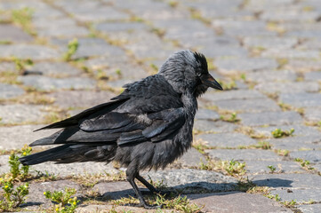 Western Jackdaw (Corvus monedula) in park, Husum, Schleswig-Holstein, Germany