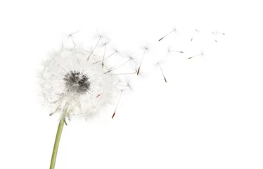 Fotobehang Beautiful puffy dandelion blowball and flying seeds on white background © New Africa