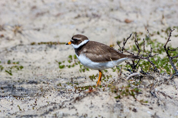 Ringed Plover (Charadrius hiaticula) in Barents Sea coastal area, Russia