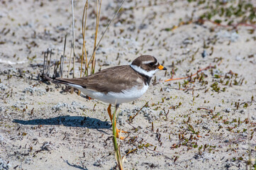 Ringed Plover (Charadrius hiaticula) in Barents Sea coastal area, Russia