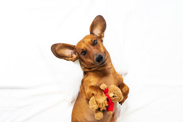 Funny dachshund dog lies on the bed with a toy teddy bear. Top view, place for text.