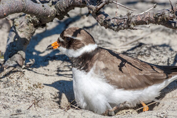 Ringed Plover (Charadrius hiaticula) in Barents Sea coastal area, Russia