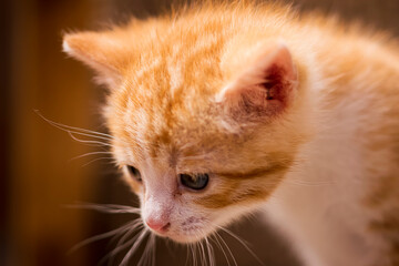 Close-up of a kitten with a lost look, with beautiful blue eyes. Photography made in Madrid, Spain. 