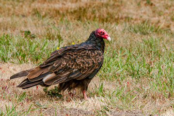 Turkey Vulture (Cathartes aura) in Bodega Bay area, California, USA