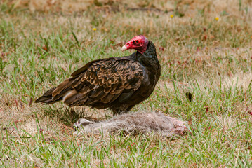 Turkey Vulture (Cathartes aura) on a dead raccoon (Procyon lotor) shot down by a car in Bodega Bay area, California, USA