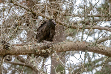 Immature Turkey Vulture (Cathartes aura) in Bodega Bay area, California, USA