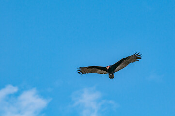 Turkey Vulture (Cathartes aura) in Piedras Blancas, California, USA