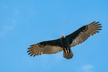 Turkey Vulture (Cathartes aura) in Piedras Blancas, California, USA