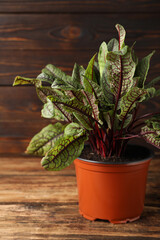 Sorrel plant in pot on wooden table