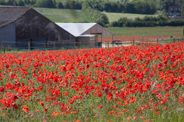 Poppies growing on a farm in Hampshire in the UK
