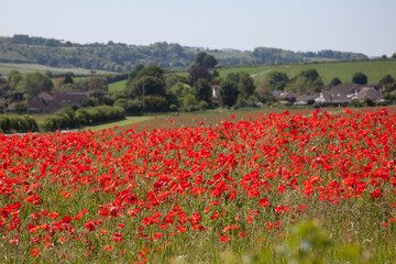 Poppies growing on a farm in Hampshire in the UK