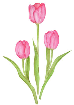 Three tulips on a white background. Watercolor botanical illustration.