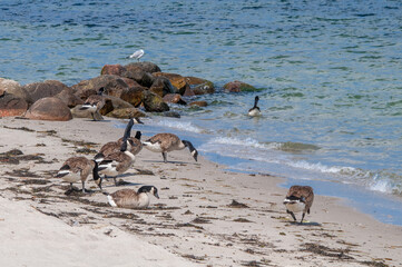 Molting Canada Geese (Branta canadensis) on the shore of the Baltic Sea, Laboe, Schleswig-Holstein, Germany