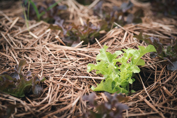 Green oak and rake oak are planted in a plot, growing in a garden.