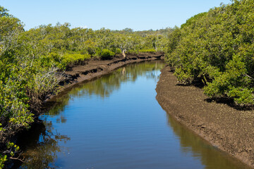 Mangrove forest on the bank of the creek at Lota in Queensland, Australia.