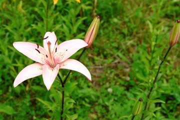 Obraz premium A pink flower with spilled pollen and unopened buds of a wild lily.